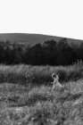 Una bambina che cammina in un campo in una giornata ventosa — Foto stock