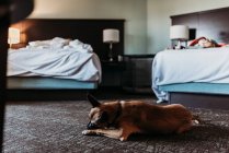 Jeune chien allemand Shepard Mix avec os dans une chambre d'hôtel à Palm Springs — Photo de stock