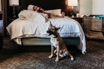 Portrait de jeune chien allemand Shepard mix avec os dans la chambre d'hôtel — Photo de stock