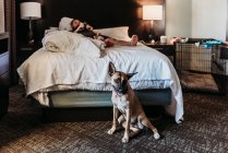 Portrait of young German Shepard mix dog with bone in hotel room — Stock Photo