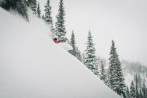 Skifahrer in Pulver und Bäumen — Stockfoto