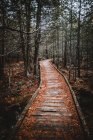 Old wooden bridge in the forest — Stock Photo