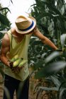 Jeune homme en chapeau ramasser du maïs dans un champ de maïs — Photo de stock