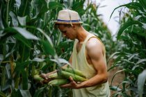 Joven con sombrero recogiendo maíz en un campo de maíz - foto de stock