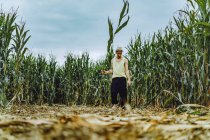 Молодий чоловік в капелюсі збирає кукурудзу в кукурудзяному полі — стокове фото