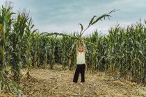 Junger Mann mit Hut pflückt Mais in einem Maisfeld — Stockfoto