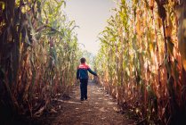 Jovem caminhando por um labirinto de milho em um dia ensolarado de outono. — Fotografia de Stock