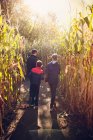 Батько і діти ходять кукурудзяним лабіринтом в сонячний день . — стокове фото