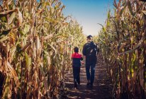 Padre e figlio che camminano insieme in un labirinto di mais in una giornata di sole. — Foto stock