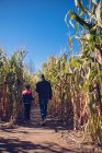 Vater und Sohn spazieren an einem sonnigen Tag gemeinsam durch ein Maislabyrinth. — Stockfoto