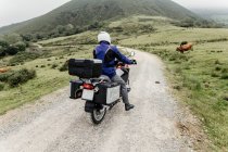 Rückansicht eines Motorradfahrers, der in einem Tal mit Kühen auf der Straße fährt — Stockfoto
