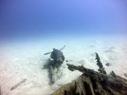 Meeresschildkröte schwimmt über ein altes Wrack — Stockfoto