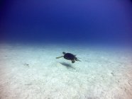 Морская черепаха плавает над золотым песком — стоковое фото