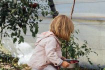 Kleines Mädchen pflückt Kirschtomaten in einem Garten. Anbaukonzept — Stockfoto
