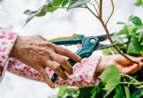 Жінка з ножицями обрізає зелений плющ в саду. Горизонтальна фотографія — стокове фото