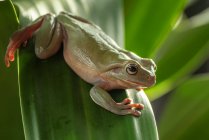 Втрачений вид зеленої жаби — стокове фото