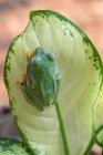 Lose-up view of green frog — Stock Photo