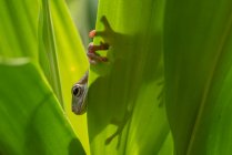 Vue perdante de la grenouille verte — Photo de stock