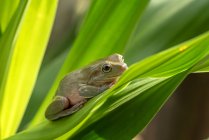 Lose-up view of green frog — Stock Photo