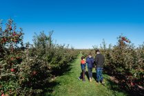 Father and sons picking apples in an orchard on a sunny fall day. — Stock Photo