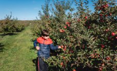 Молодий хлопчик збирає яблука в яблучному саду в сонячний день . — стокове фото