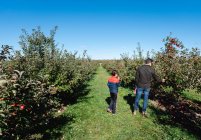 Father and son picking apples in an orchard on a sunny fall day. — Stock Photo