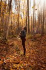 Mulher em pé em uma floresta olhando para as árvores em um dia de outono. — Fotografia de Stock