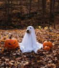 Perro con un disfraz de fantasma sentado entre calabazas para Halloween. - foto de stock
