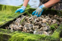 Female shellfish farmer removing oysters from cages — Stock Photo