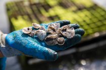 Gros plan main gantée tenant des huîtres juvéniles — Photo de stock