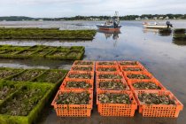 Ostra granja escena con cajas y jaulas de ostras - foto de stock
