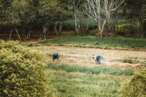 Gente que trabaja la agricultura en las montañas del atlas - foto de stock