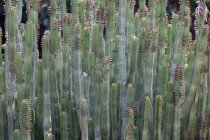 Primer plano de un cactus, hermoso plano botánico, fondo de pantalla natural - foto de stock