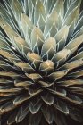 Крупним планом кактус, красивий ботанічний дріб, натуральні шпалери — стокове фото