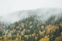 Floresta de outono nas montanhas no fundo da natureza — Fotografia de Stock