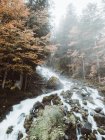 Beautiful river flowing in forest on nature background. — Stock Photo