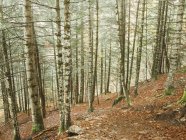Schöner Wald im Herbst vor Naturkulisse — Stockfoto