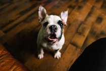 Carino cane sdraiato sul pavimento su sfondo, primo piano — Foto stock