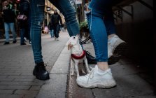 Chihuahua-Hund sitzt auf der Straße und schaut zu seinen Besitzern auf — Stockfoto