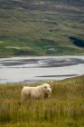 Sheep, Eastern Region, Iceland — Stock Photo