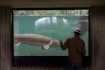 A young man watches a sturgeon swim at a fish hatchery in Oregon. — Stock Photo