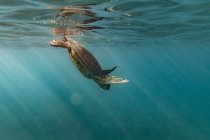 Una tartaruga marina galleggia al surf nelle acque color verde acqua di Oahu, Hawaii — Foto stock