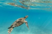 Una tartaruga marina galleggia al surf nelle acque color verde acqua di Oahu, Hawaii — Foto stock