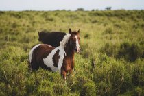 Schönes Pferd läuft im Gras auf dem Rasen — Stockfoto