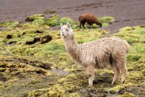 Молодые ламы в горах, в долине — стоковое фото
