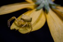 Yellow Crab spider on a pink daisy flower aster — Stock Photo