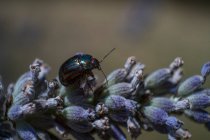 Jewel bugs escudos metálicos - foto de stock