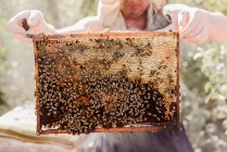 Imagem cortada do apicultor enquanto segurava o quadro de madeira — Fotografia de Stock
