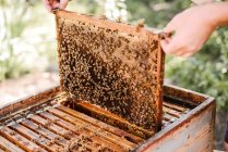 Imagen recortada del apicultor mientras sostiene el marco de madera - foto de stock