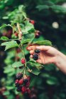 Woman harvesting blackberries from plants at far — Stock Photo